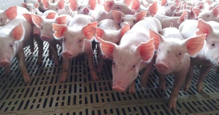 Comprueban las ventajas del uso de efluentes porcinos para la fertilización de la soja