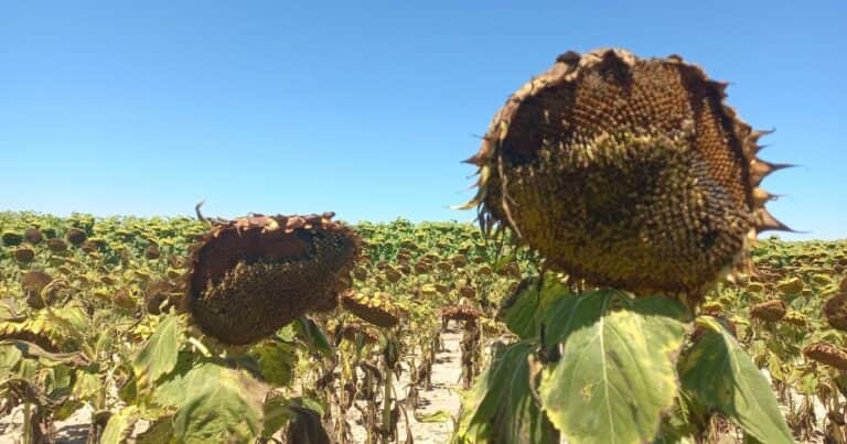 Las palomas y las cotorras están «fuera de control» y buscan que sean declaradas plagas