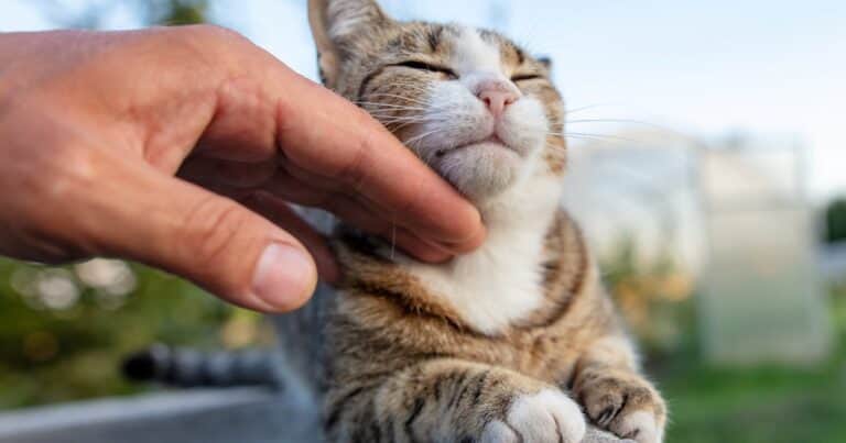 Cómo cuidar a tu primer gato: guía esencial con los errores que tenés que evitar