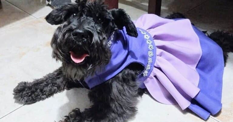Nuevos negocios alrededor de los perros y gatos