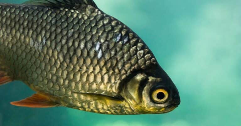 China creó un nuevo pescado sin espinas para que sea más fácil de comer