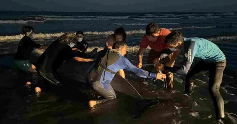 Qué es el zifio, uno de los animales más raros del mundo visto en San Clemente del Tuyú