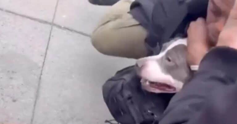 El video del brutal ataque de un pitbull a un bebé: «Tiene un agujero en la pierna»
