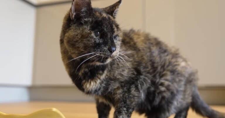 Quién es Flossie, la gata más longeva del mundo que acaba de inaugurar nueva década
