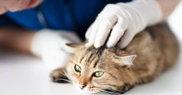 “¿Tu gato puede vivir 30 años?”: el hallazgo sobre el riñón que reabre el debate veterinario