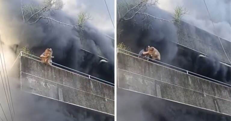 Una mujer que quedó atrapada en un incendio arriesga su vida y salva a sus mascotas antes de que la rescaten