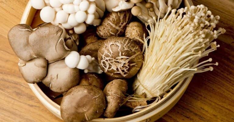 China desarrolló una proteína derivada de un hongo 1.000 veces más potente que la carne