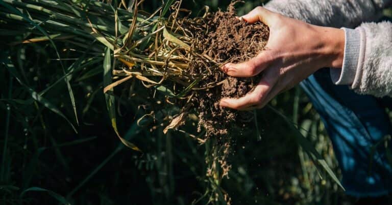 Cuatro prácticas para mejorar la captura de carbono en el suelo