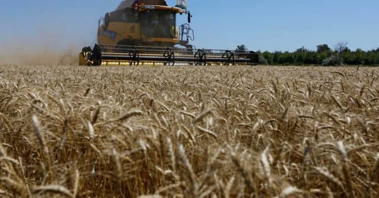 La campaña de trigo es récord en volumen, pero sin récord en dólares