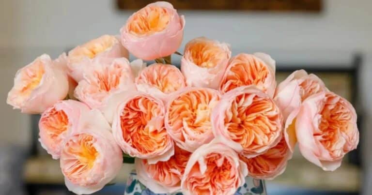 Valuada en 15 millones de euros y se encuentra solo en Inglaterra: así es la rosa más cara del mundo