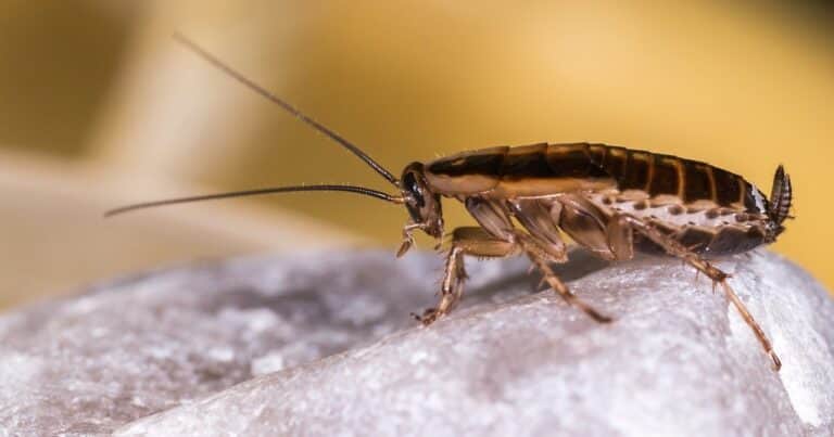 Un zoo invita a nombrar a una cucaracha como a un ex y luego dársela de comer a los animales: cómo participar
