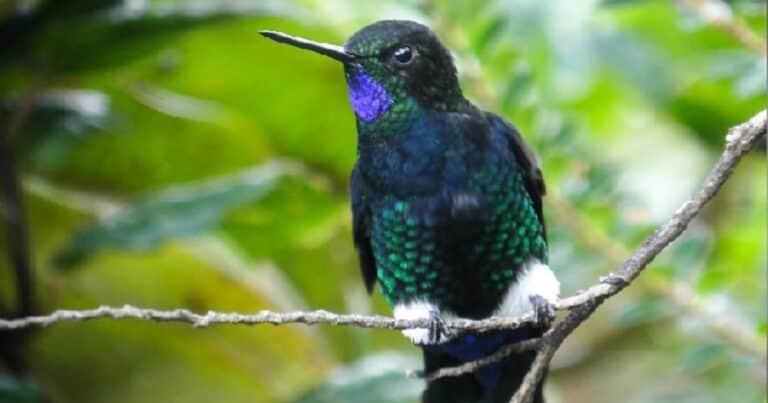 En un rincón de la cordillera de los Andes está el último refugio de los colibríes