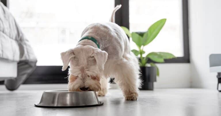 El superalimento para perros que recomiendan los expertos por su alto valor nutricional: todo lo que aporta