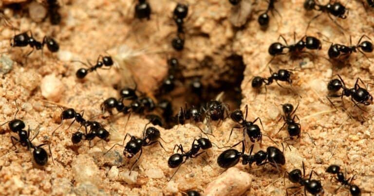 Las grandes colonias de hormigas prefieren muchas obreras malas que pocas y buenas