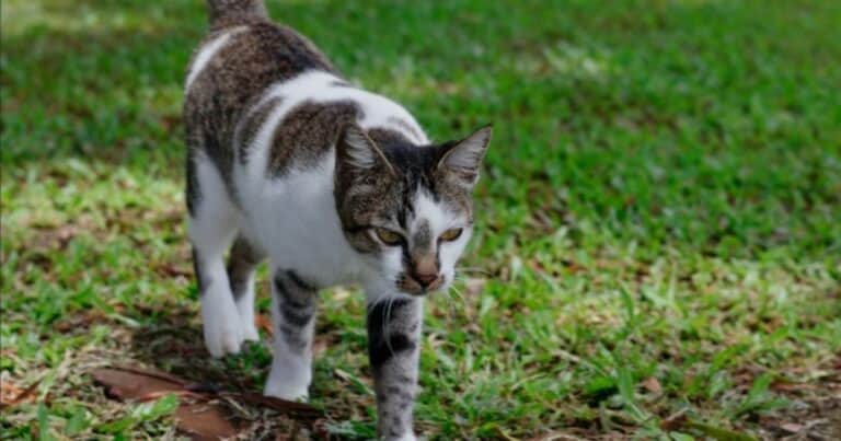 Un gato camina por día el equivalente a 4 vueltas al Coliseo romano