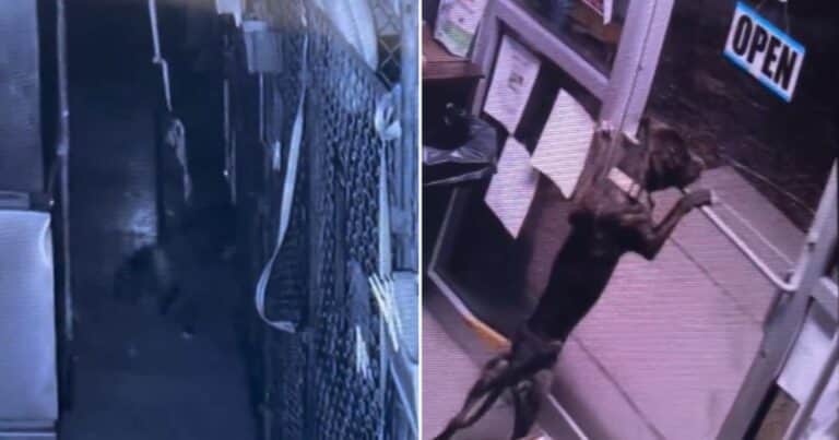 Una cámara de seguridad filmó la increíble fuga de un perro de un refugio de animales