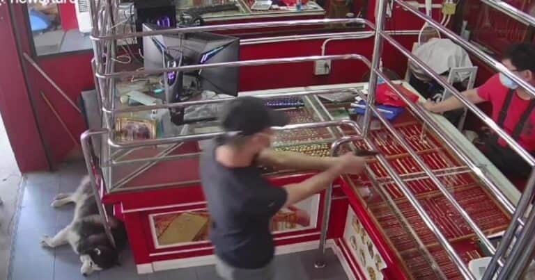 Entrenó a su perro para que cuidara su joyería y así actuó ante un asalto simulado