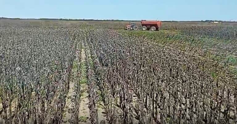 Radiografía del girasol en Chaco: destacaron el buen desempeño del cultivo