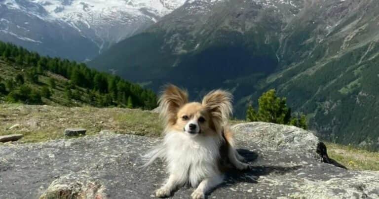 Quedó atrapado debajo de un glaciar y su perro lo salvó de la muerte: “Estaba feliz de verme”