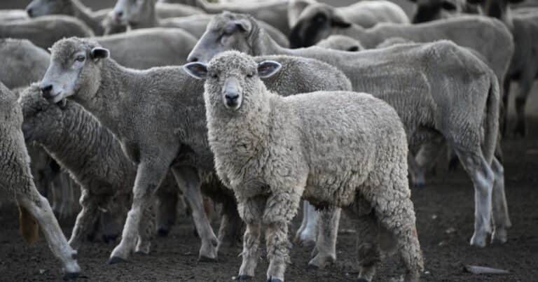 Tras casi dos décadas, Entre Ríos retomó la exportación de carne ovina a Medio Oriente