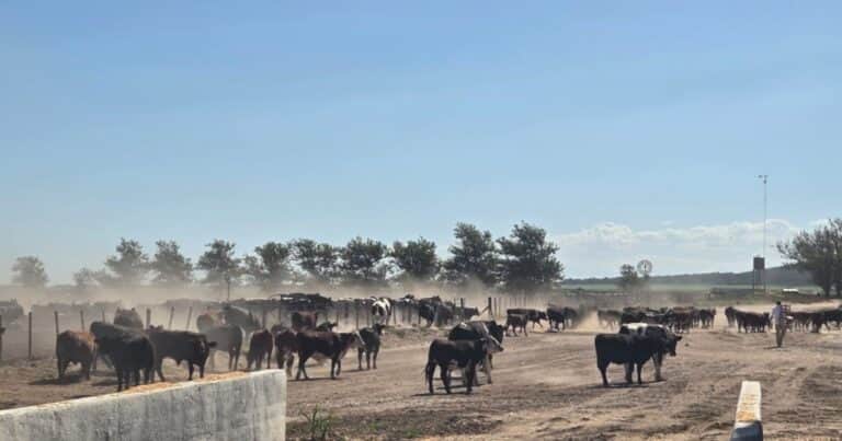 Recuperan más de 1.000 cabezas de ganado valuadas en $ 2.000 millones por presunta estafa, pero el dueño de feedlot niega las acusaciones