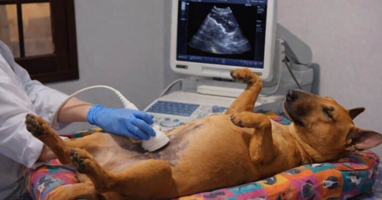 La perra que se volvió viral por su calma durante la visita médica al veterinario