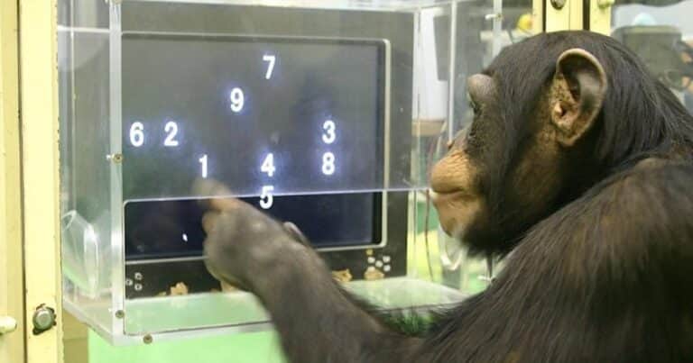 Murió Ai, la chimpancé genio que dominaba caracteres chinos y el alfabeto inglés