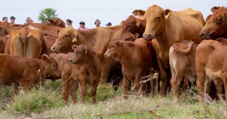 Los buenos precios permitieron un 2025 «muy positivo» para la ganadería
