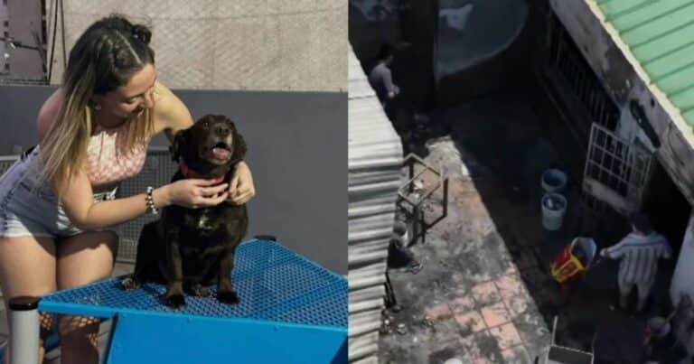 Por culpa de la pirotecnia murieron 11 gatos y 3 perros de una pareja que rescata animales