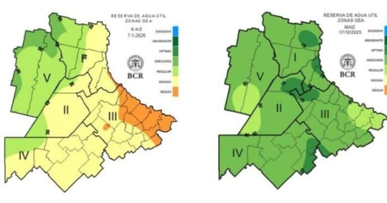 Se esperan lluvias claves para el maíz en la zona núcleo, luego del impacto negativo de la ola de calor