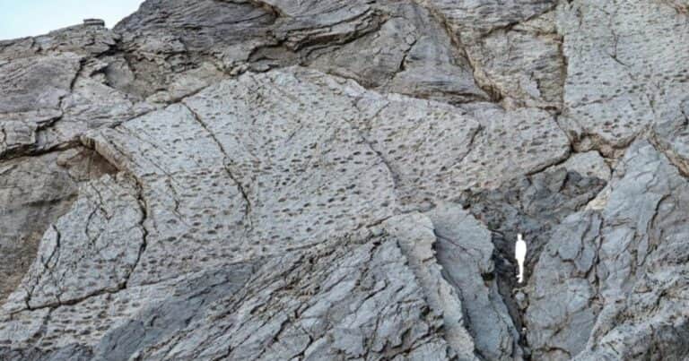 Descubrieron un colosal «valle de los dinosaurios» con miles de huellas fósiles