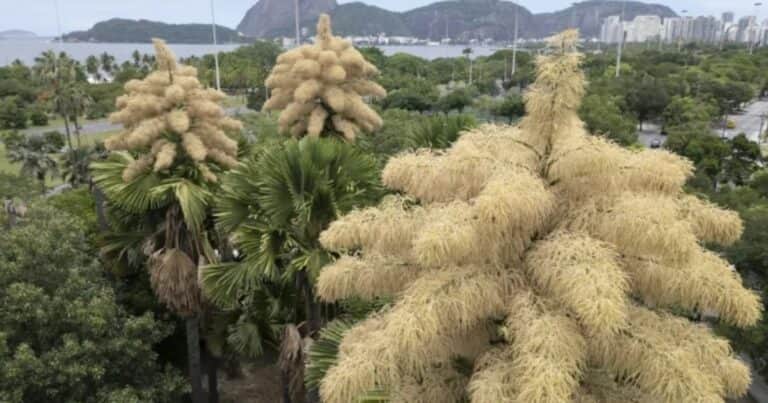 Las palmeras que florecen por única vez en 70 años antes de morir