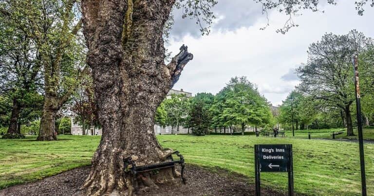 Hungry Tree, el árbol que se devoró un banco de plaza de Irlanda