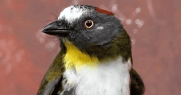 La inocente ave que tiene un potente veneno en sus plumas