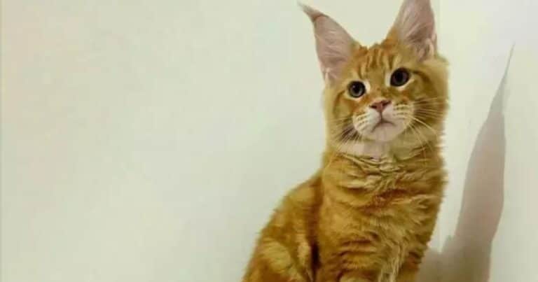 Se llama Leonardo, vive en Italia y es el gato más lindo del mundo