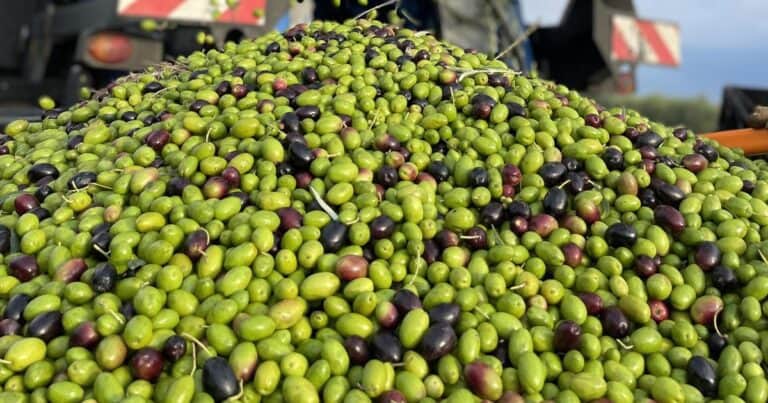 Los productores de aceite de Oliva advierten que el acuerdo con la Unión Europea podría hacerles perder el mercado brasilero