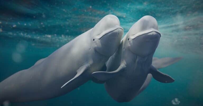 Intercambiar parejas: la curiosa estrategia de las ballenas beluga para vivir más, según un nuevo estudio científico