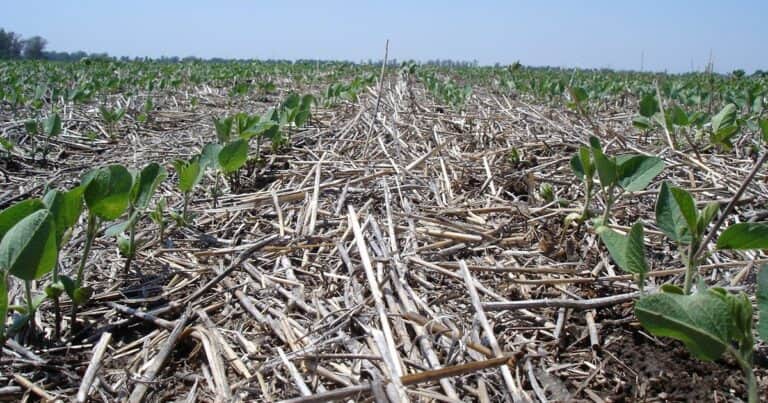 Claves para conducir la soja de segunda tras un trigo con récord de producción