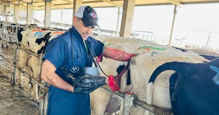 Tecnología y bienestar animal: los avances que revolucionaron la lechería en los últimos años