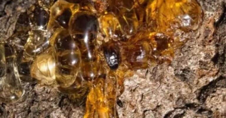 Científicos descubrieron una nueva especie de árbol que produce ámbar