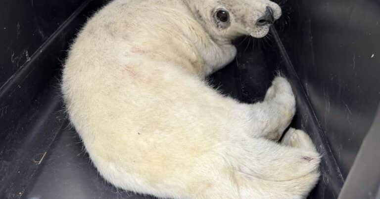 Trabajaba como cartero y encontró a una foca bebé sola y perdida: «Pesaba muy por debajo de lo normal»