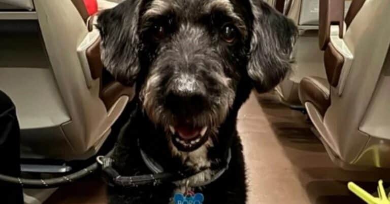 Boro, el perro desaparecido en el accidente de trenes de España al que todos buscan