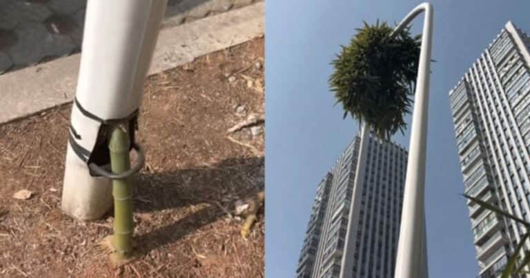 Ejemplo de resistencia: un bambú crece dentro de un poste de la luz