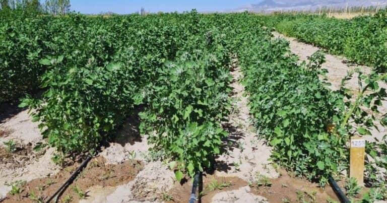 El superalimento que se puede sumar al abanico productivo gracias a nuevos conocimientos generados en Argentina