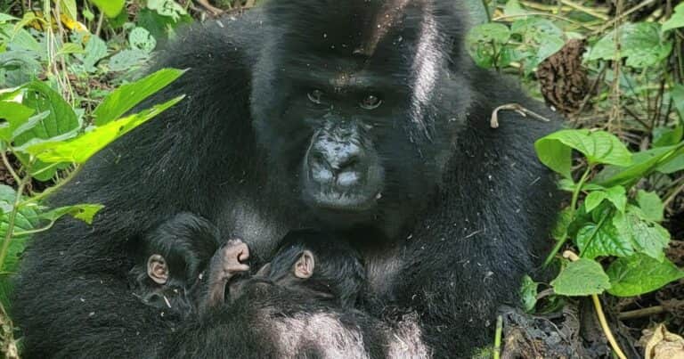 Un caso muy raro: nacieron gorilas de montaña gemelos en un Parque Nacional
