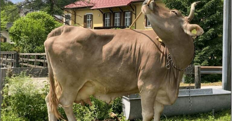 Veronika, la vaca que aprendió a rascarse la espalda