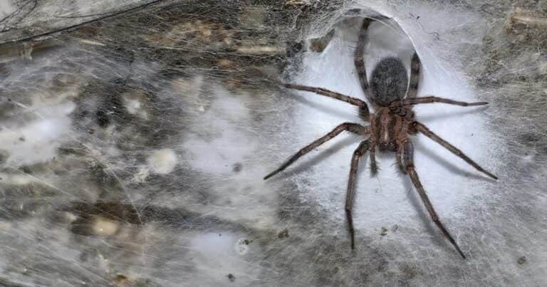 Desde decoraciones misteriosas hasta falsos insectos: la ciencia revela los secretos de las telarañas más extrañas del planeta