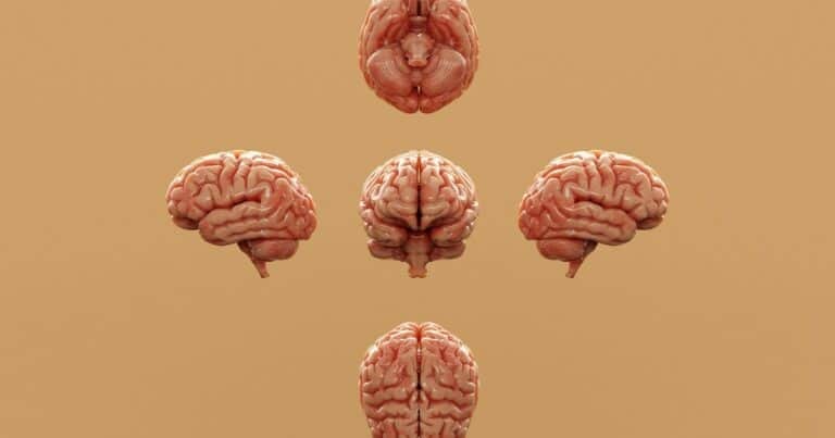 ¿Nueva herramienta para ensayar fármacos dirigidos al cerebro?