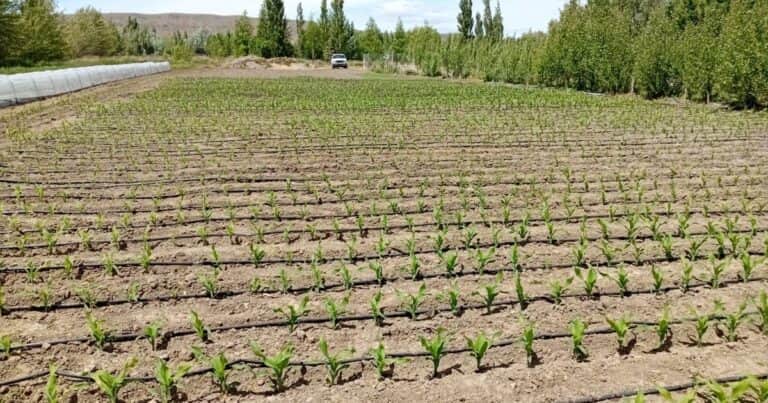 ¿Por qué no?: vuelven a realizar ensayos para producir maíz en una zona atípica