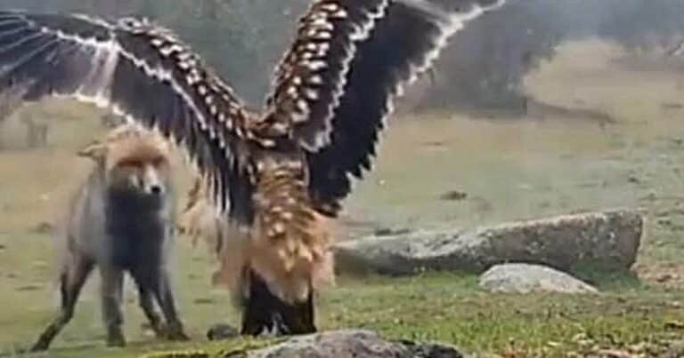 Nuevo rey de la selva: un pichón de águila imperial se le plantó cara a cara a un zorro